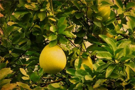 香泡树果实能吃吗