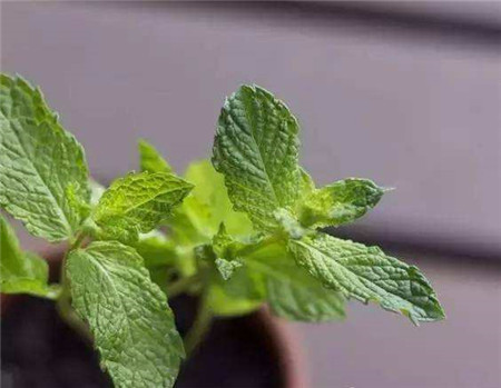 没时间陪父母就给他们买盆花吧的说说