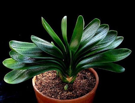 君子兰可以养在水里吗