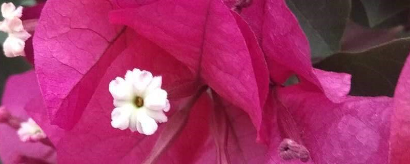 三角梅什么时候修剪如何修剪(三角梅什么时候修剪好?)