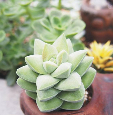 多肉植物纪之川的养殖方法