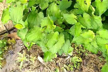 鱼腥草养殖技术