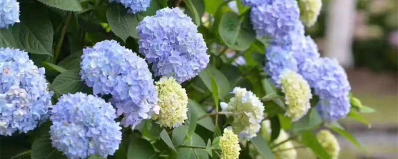 绣球为什么老是蔫叶子(绣球老是掉叶子什么原因)