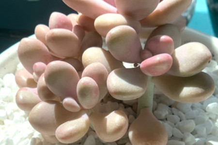 桃美人和桃蛋哪个好