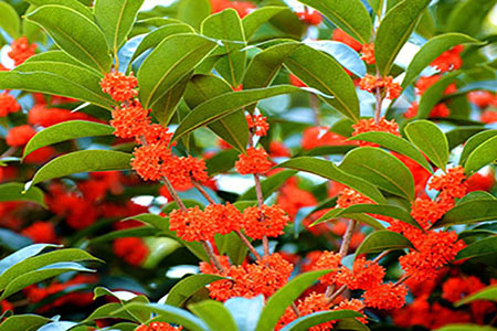 四季桂和月月桂有什么区别