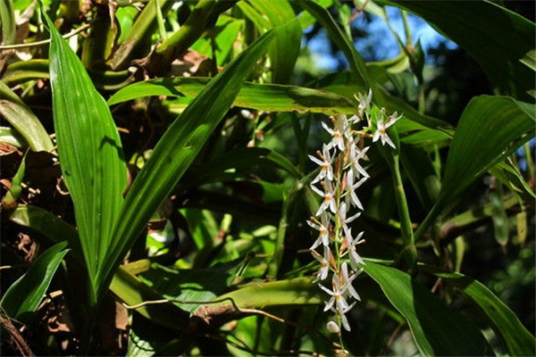 耳唇兰怎么浇水(白花耳唇兰)