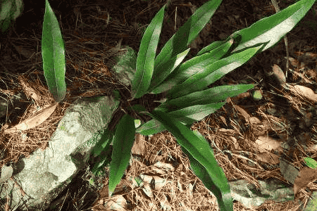 石苇的养殖方法和注意事项视频