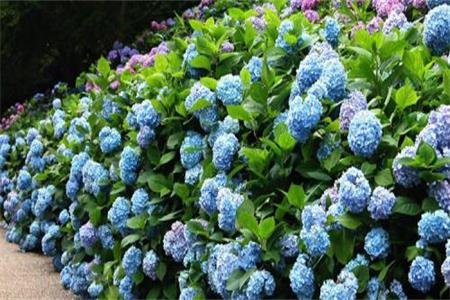 绣球老是掉叶子什么原因