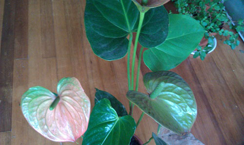 红掌不长怎么办