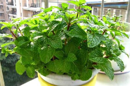 没时间陪父母就给他们买盆花吧的说说