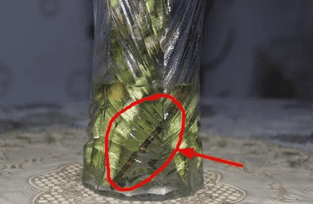 水培富贵竹叶子发黄怎么处理怎么补救