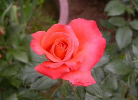 月季的花语和寓意