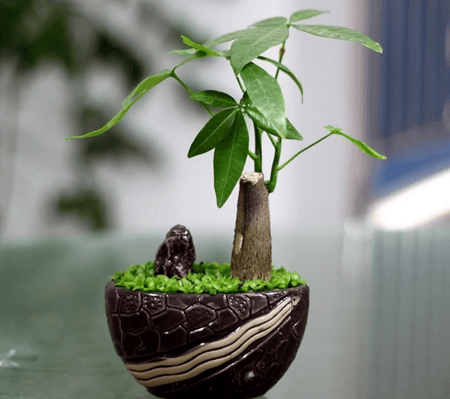 室内绿色植物的作用