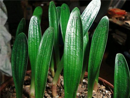 扦插小苗养成大苗需要多久