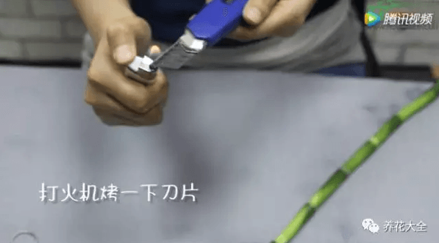 水培富贵竹叶子发黄怎么处理怎么补救