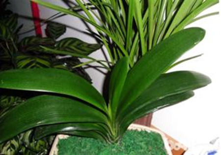 君子兰可以养在水里吗