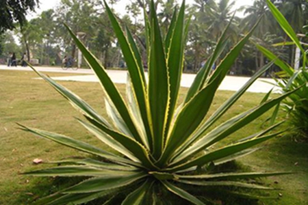 金边龙舌兰老桩