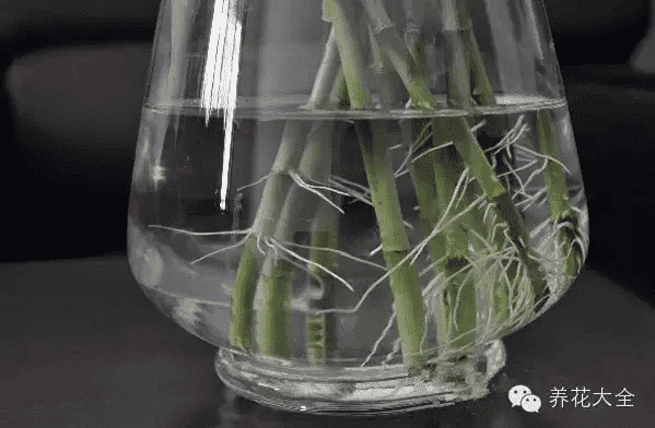 水培富贵竹叶子发黄怎么处理怎么补救