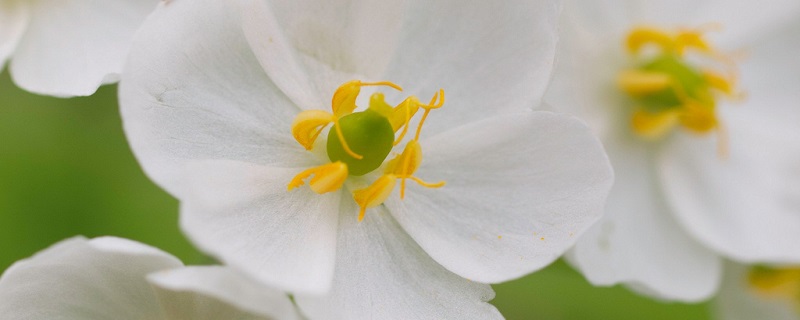 山荷叶的养殖方法(山荷叶的养殖方法和管理)