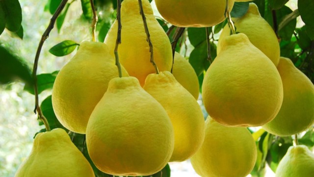 香泡和柚子的区别(香泡树果实能吃吗)