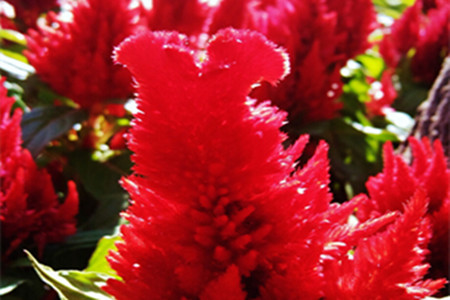 鸡冠花种类及色样图像