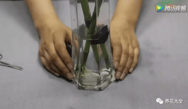 水培富贵竹叶子发黄怎么处理怎么补救