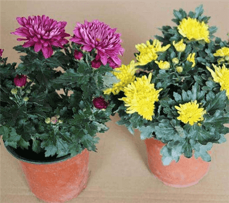 没时间陪父母就给他们买盆花吧的说说