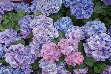 绣球老是掉叶子什么原因