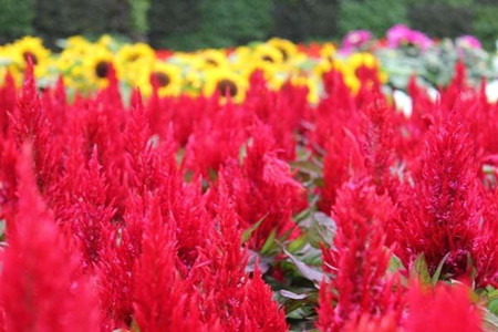 鸡冠花种类及色样图像