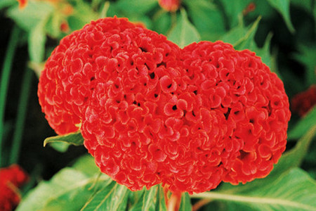 鸡冠花种类及色样图像