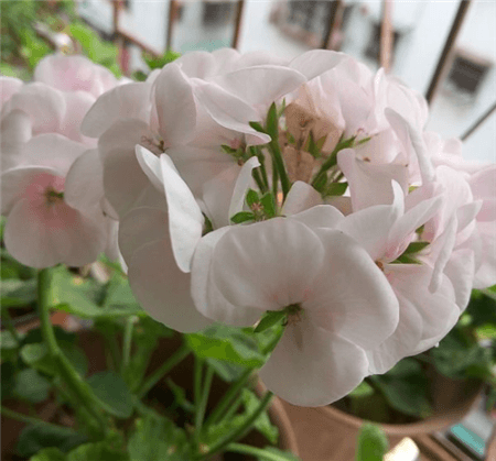 没时间陪父母就给他们买盆花吧的说说