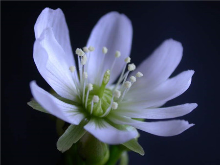 捕蝇草什么时候开花什么时候闭合