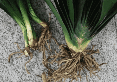 没时间陪父母就给他们买盆花吧的说说