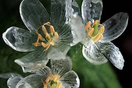 山荷叶的养殖方法和管理