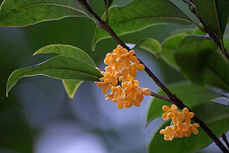 四季桂和月月桂有什么区别