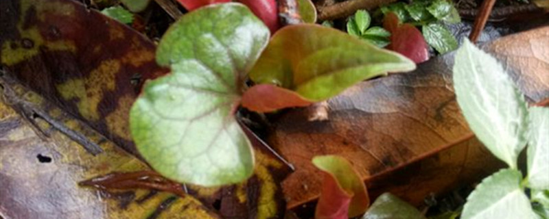 鱼腥草好养吗怎么养长的好(鱼腥草养殖技术)