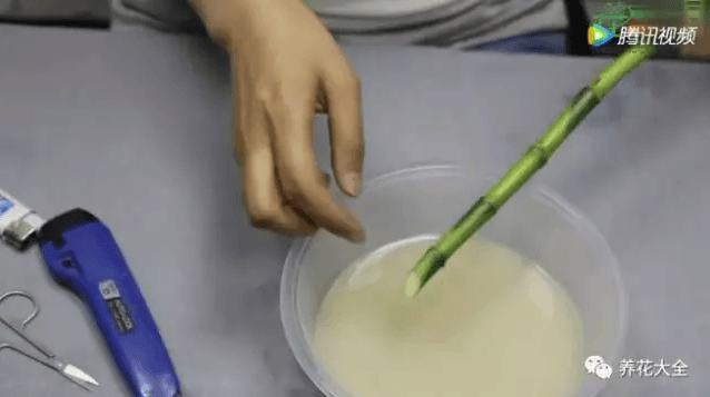 水培富贵竹叶子发黄怎么处理怎么补救