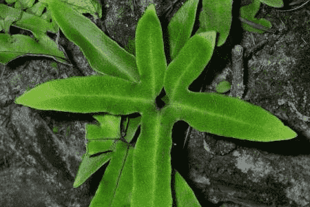 石苇的养殖方法和注意事项视频