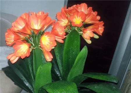 没时间陪父母就给他们买盆花吧的说说