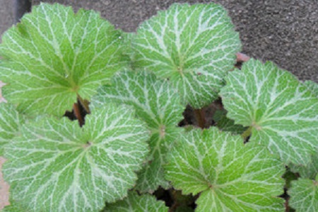 山荷叶的养殖方法和管理