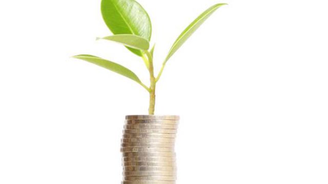 扦插小苗怎么养(扦插小苗养成大苗需要多久)