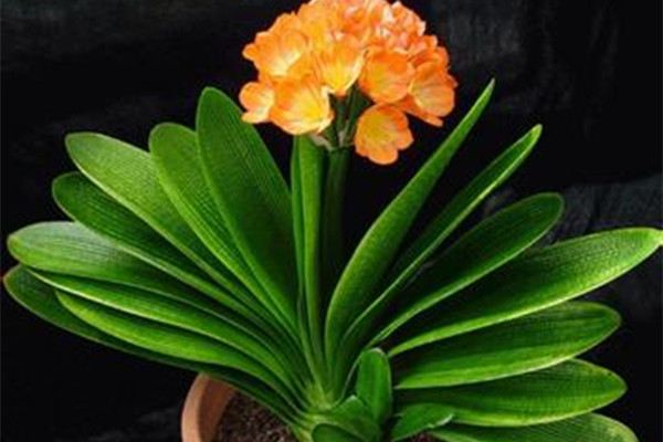 君子兰可以湿养吗(君子兰可以养在水里吗)