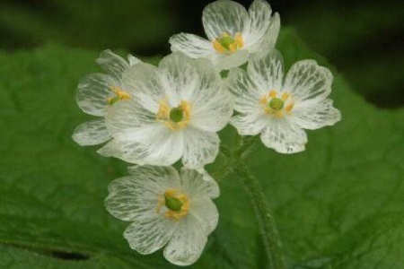 山荷叶的养殖方法和管理