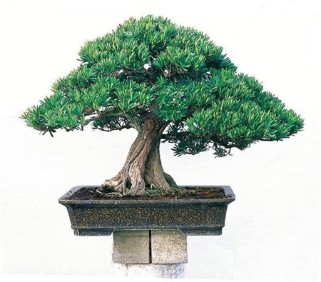 罗汉松的盆景制作过程