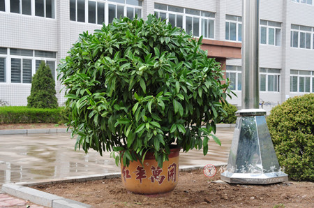 室内绿色植物的作用