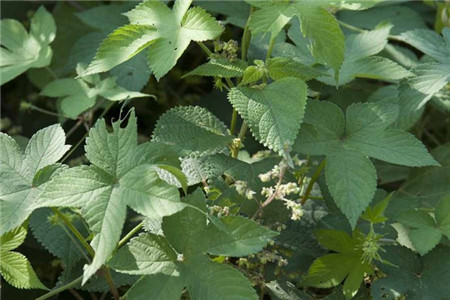 葎草的功效与作用怎么吃