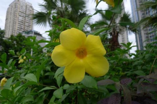 软枝黄蝉的种植方法(软枝黄禅)