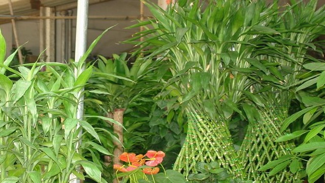 富贵竹可以土养吗(水养富贵竹可以土养吗)