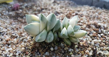 多肉植物纪之川的养殖方法