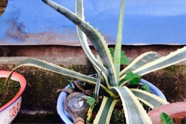 金边龙舌兰烂根怎么办烂根了补救处理方法(金边龙舌兰老桩)